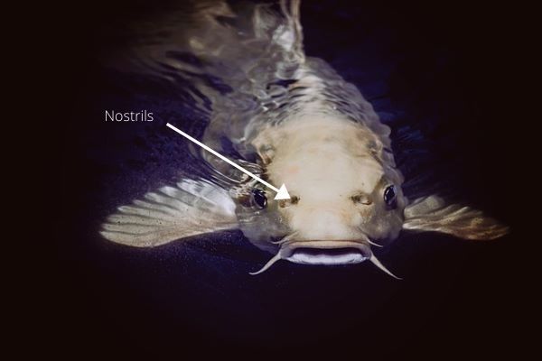 Je ziet een karper van vooraf en er wijst een pijl naar de neusgaten op de kop van de vis. 