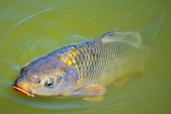 A carp near the surface of the water