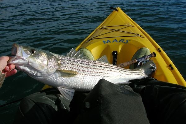 An angler caught a seabass from his kayak and shows it with his one hand in front of him.